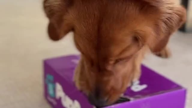 后】Did we scare you 👻 #fyp#foryoupage#dogs#pettok#cutedogvideos#funnydogs#pupbox#pupboxunboxing