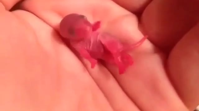 The little Mouse