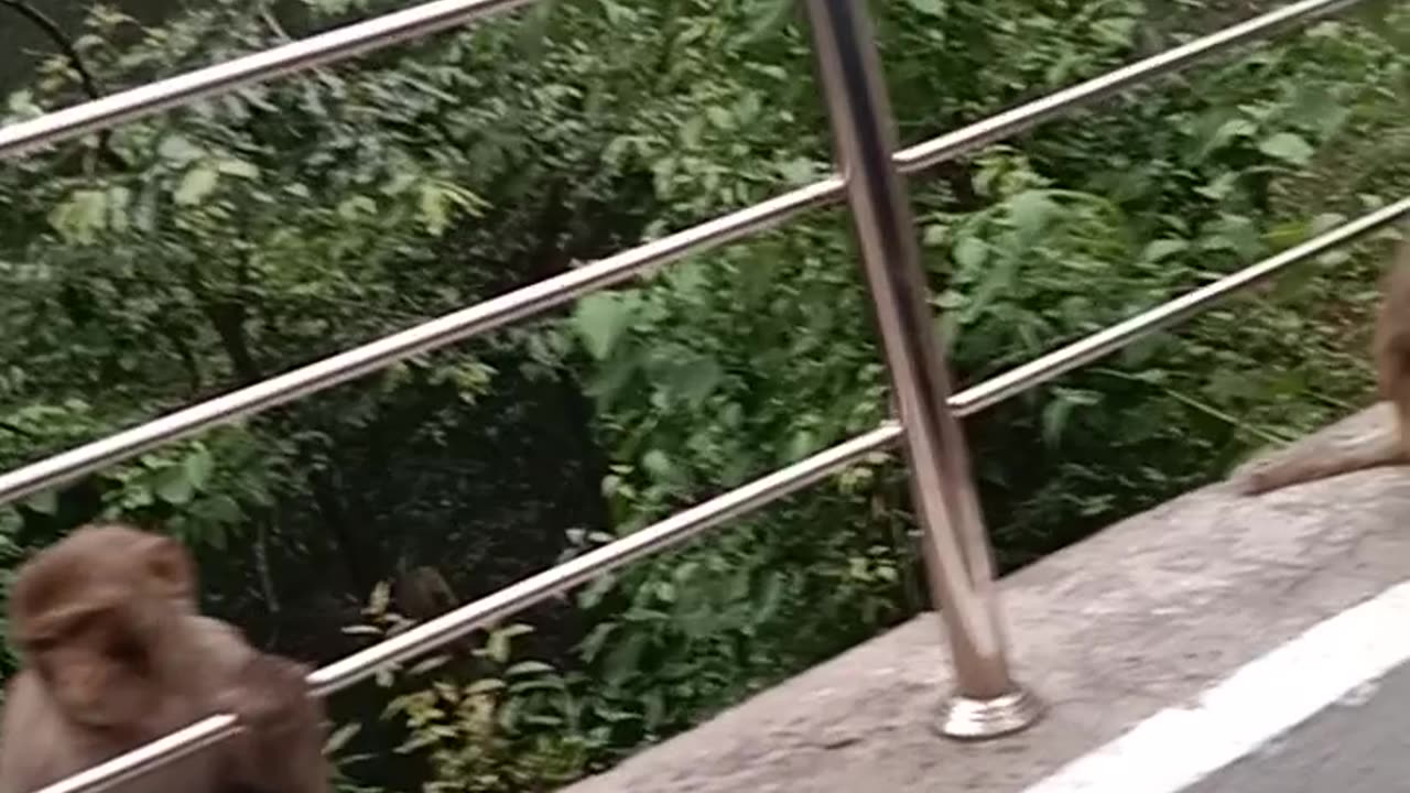 Hello monkeys