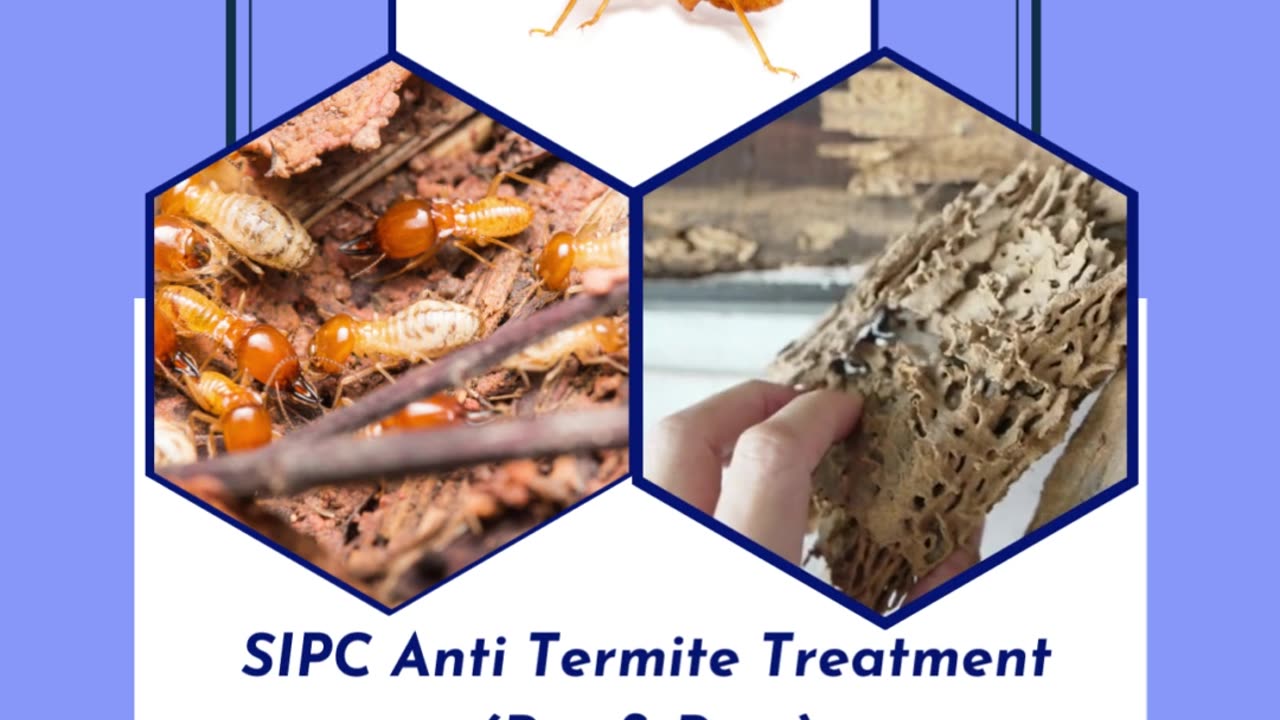 Termite Control Services in Goa