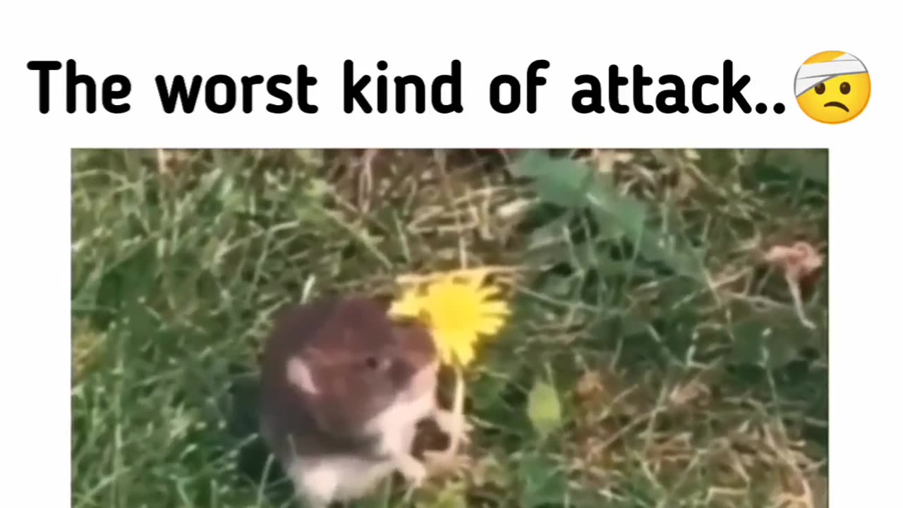 Funny cat 😺