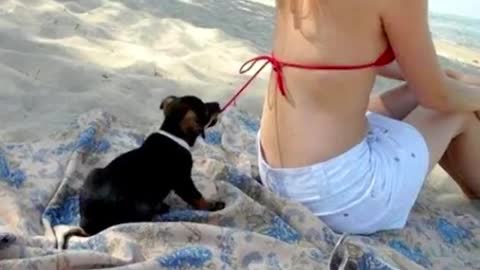 Cute puppies with some cute moment