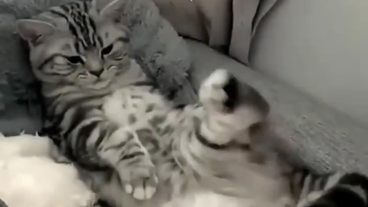 Funny cat videos | cute cats | Try not to laugh | Cat videos Compilation #shorts