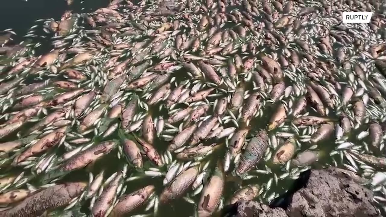 Thousands of dead fish wash up in lagoon as heatwave hits Buenos Aires.