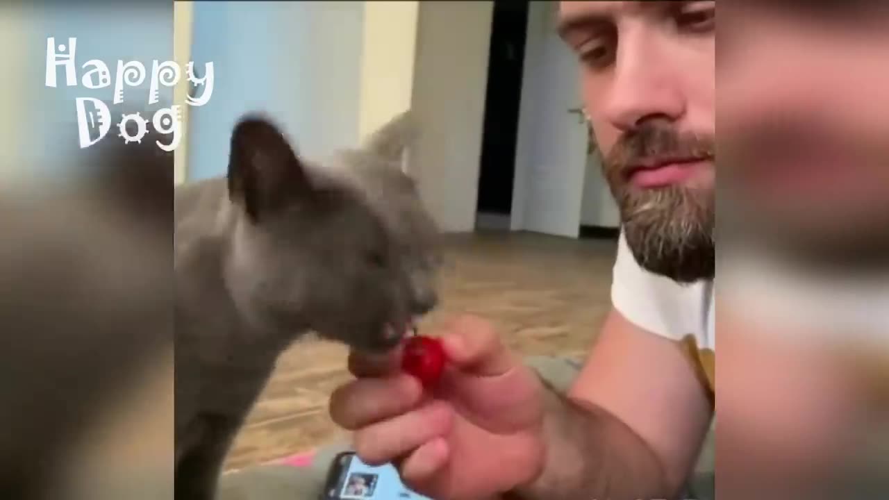 Funny Animals 😺🐶 Funny Animals Dogs Funny Cats Funny Cats Funny Animals