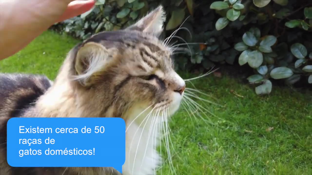 I DOUBT YOU WON'T RELAX WITH THESE CUTE CATS AND KITTENS!