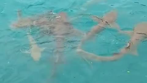 Sharks