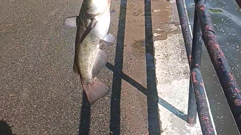 Bullhead catfish