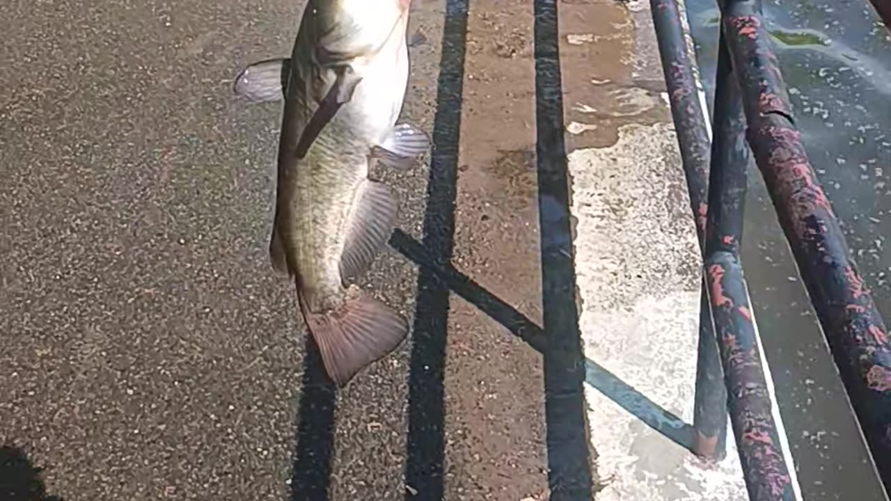 Bullhead catfish