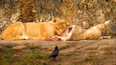 Animals love 💕#animals 💕 life in forest #animals funny moments