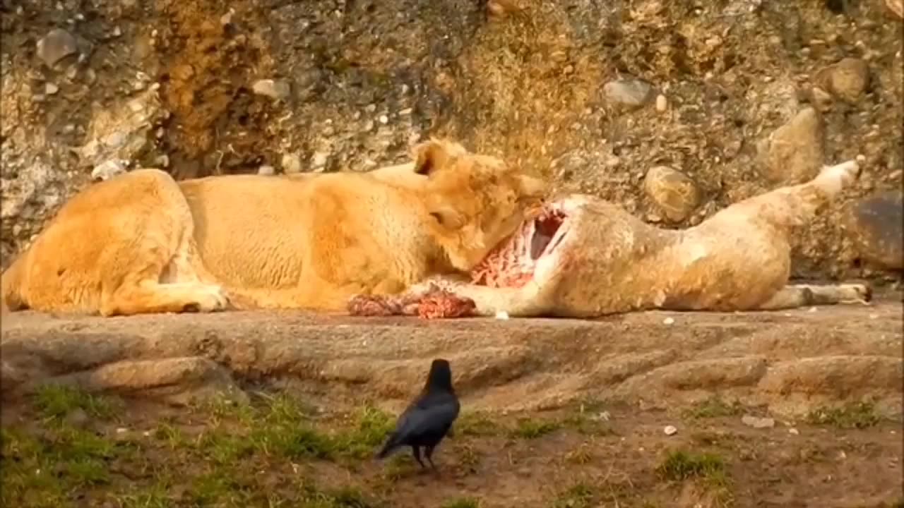 Animals love 💕#animals 💕 life in forest #animals funny moments
