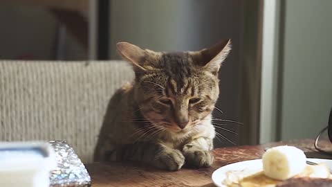 A cat forbidden to touch food.