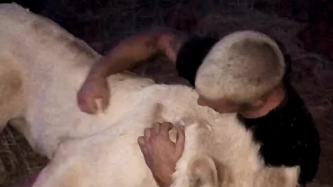 Friendly Lions 2