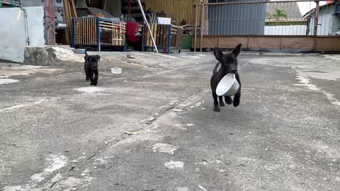 Labrador Awlays Hungry see Owners