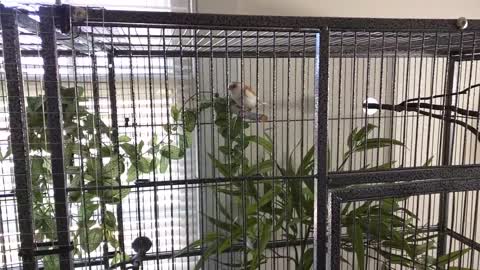 Society finches enjoying new cage_HD