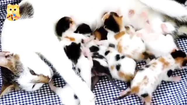 Cute kittens