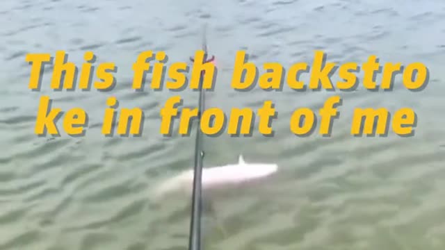 This fish backstroke in front of me