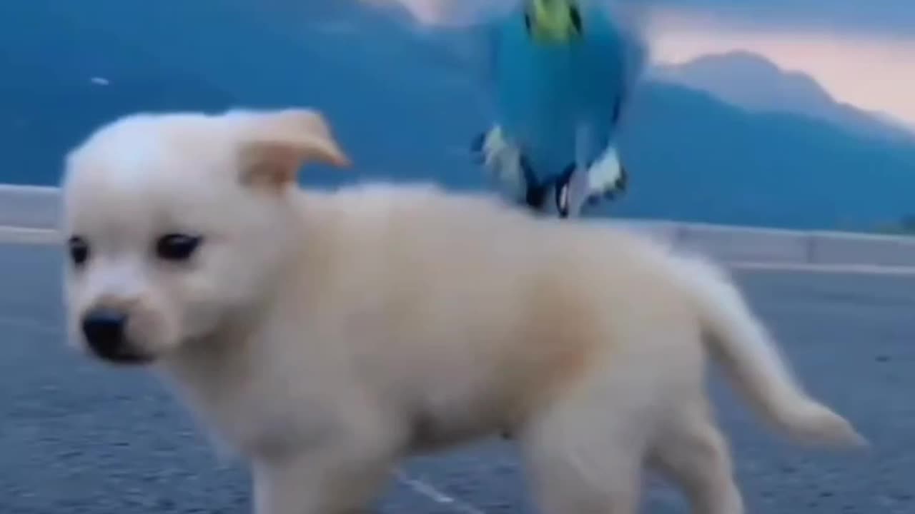 Dog playing with bird