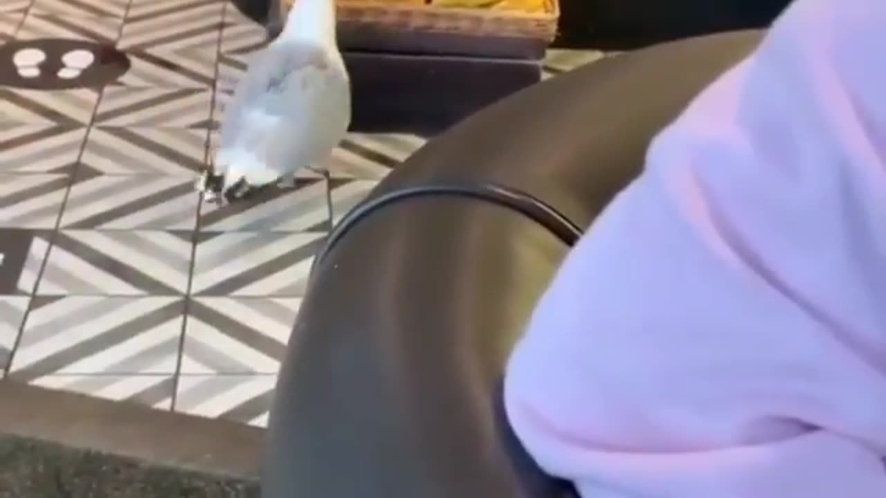 Checky Seagull Stealing Crisps From Cafe