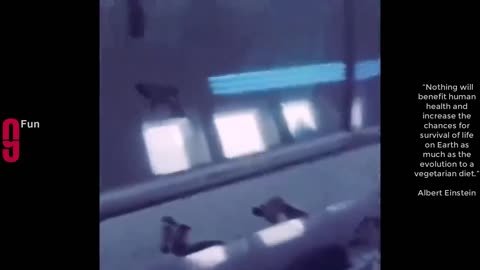 TRY NOT TO LAUGH 😆 Best Funny Videos Compilation 😂😁😆 Memes