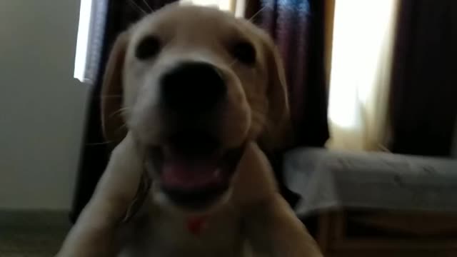 3 month labrador puppy playing