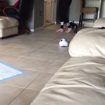 Cachorro falla adorablemente al intentar subir al sillón