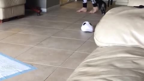 Cachorro falla adorablemente al intentar subir al sillón