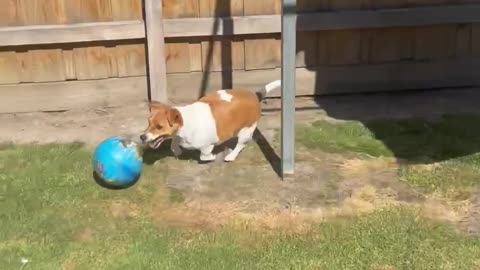 My beautiful roxy going crazy with her ball