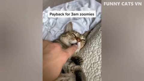 Funny cats 😅🤣