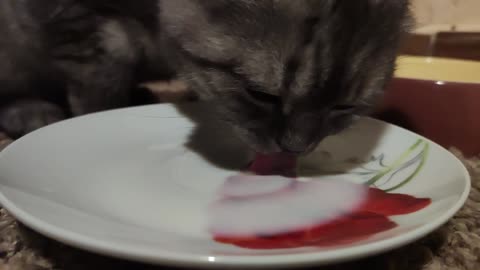 Cute cat drinks milk/ Slow-mo