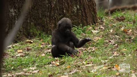 Gorillas Enjoy Halloween Enrichment (2020)