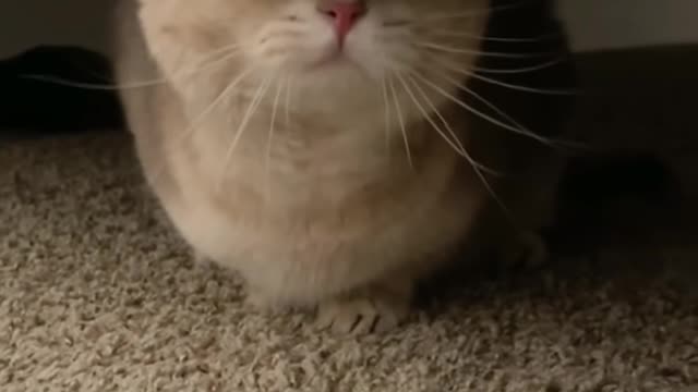 Don’t come closer! I am dangerous!🐯
