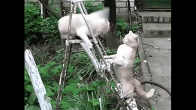 Funny Cats Clips in 30 Seconds Compilation