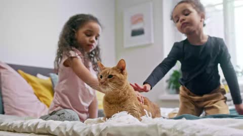 Two pretty little girls are playing with their cute cat