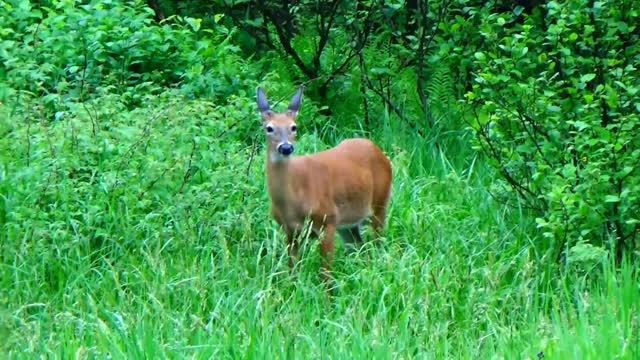 Button Buck