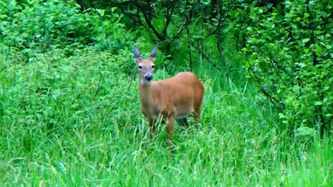 Button Buck