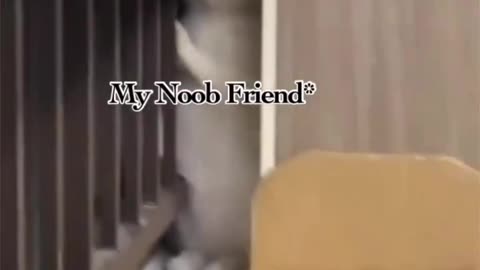 Cat funny Videos
