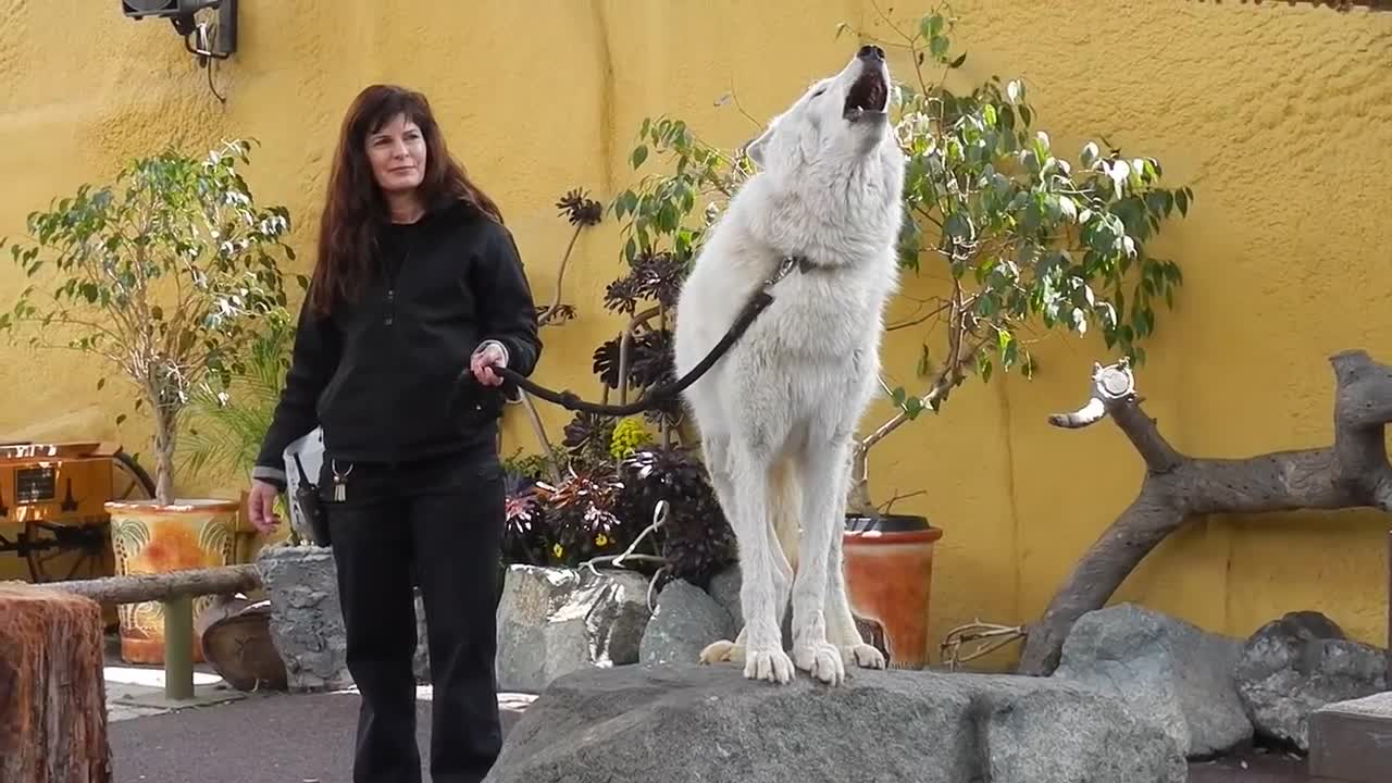 San Diego Zoo - White Arctic Wolf Howling