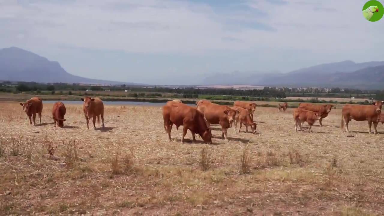 Udderly Hilarious! Funny Cow Video Compilation for Relaxation and Laughter