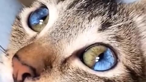 Amazing eyes cat