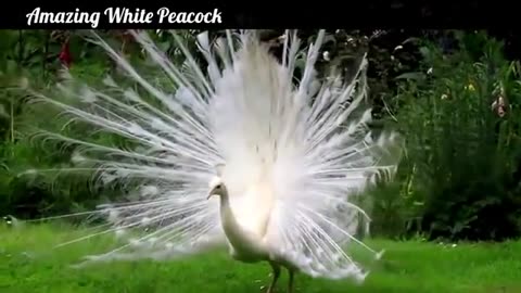 White Peacock Dance