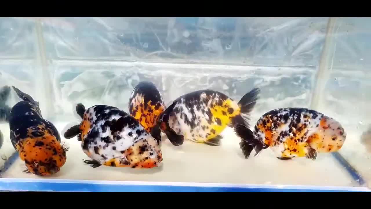 The most beautiful Calico Ranchu goldfish collection-18