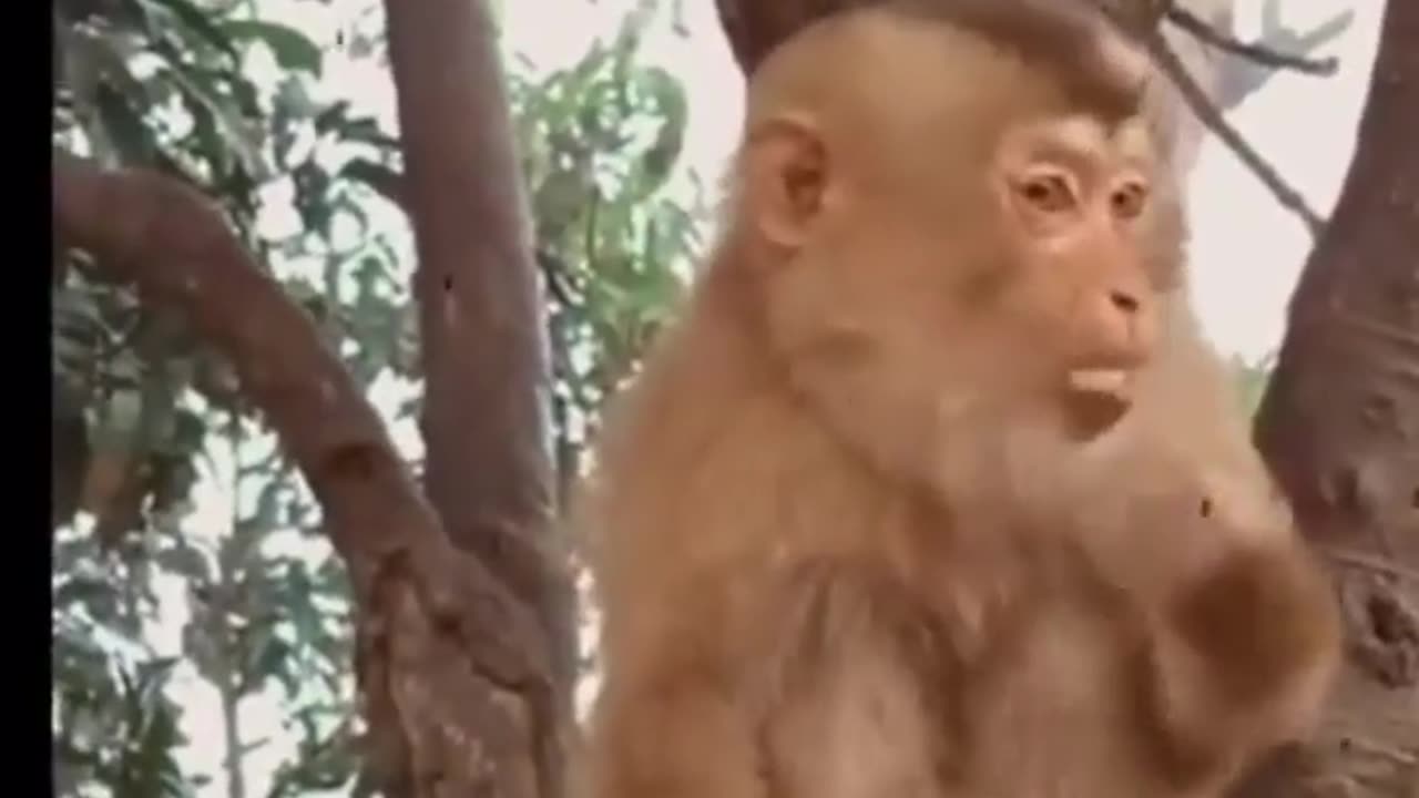 Funny Monkey..