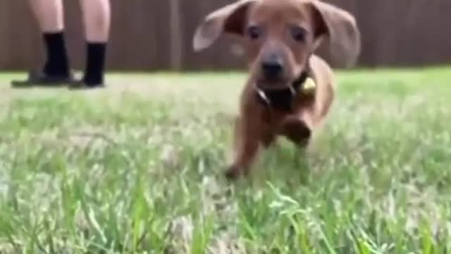 Running on the grass