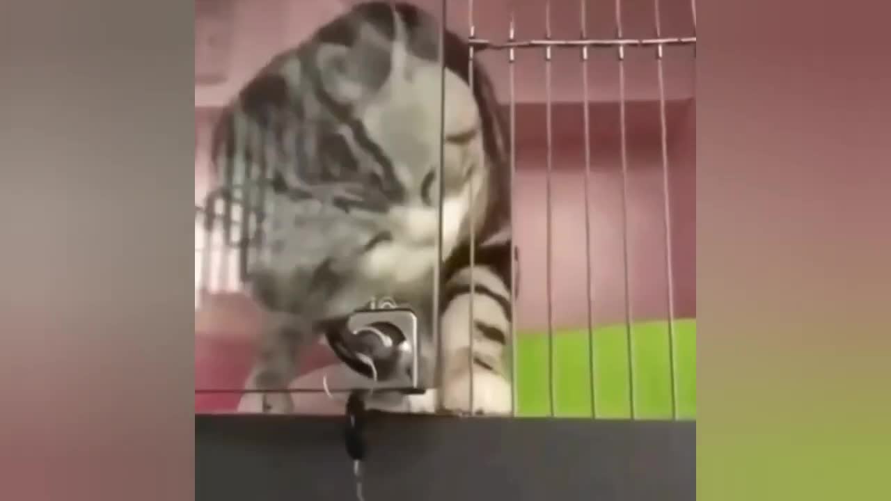 Kittens do crazy things