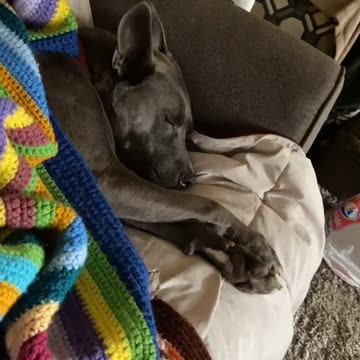 Cute Sleeping Ty ridgeback