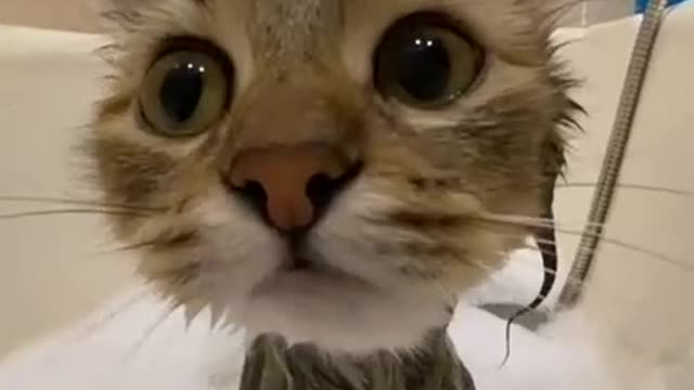 cute kitty