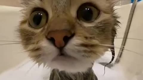 cute kitty