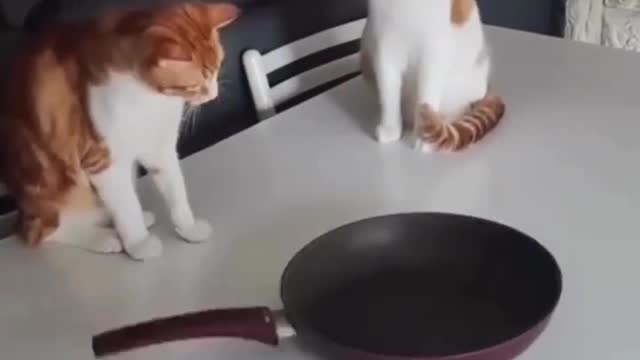 Truth or Dare ? 😅🥰 Love cats? Like & Share