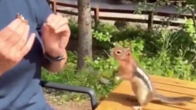 This squirrel will take the food out of my hand